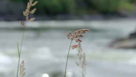 Grass moving in the wind Stock Footage 88300481