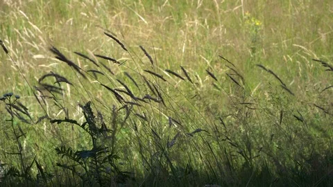 Grass moving in the wind Stock Footage 113607820