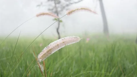 Grass moving in the wind Stock Footage 141796754