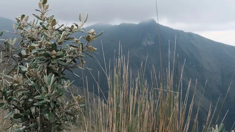 Grass moving on the wind high at mountains in Quito, Ecuador Video stock 128156391