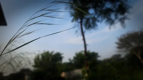 The grass is moving in the wind. Out of focus background video. Stock Footage 291888664
