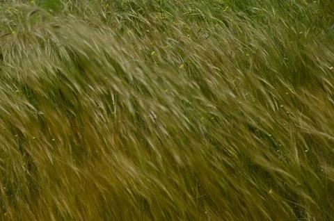 Grass moving by the wind. Stock Photos
