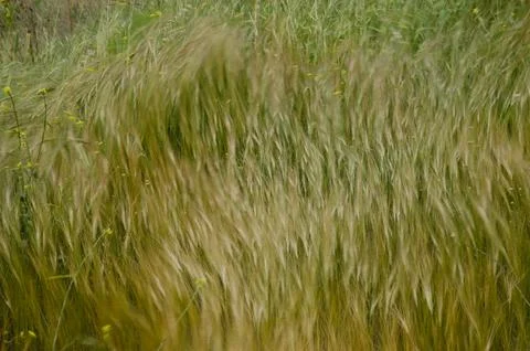 Grass moving by the wind. Foto stock
