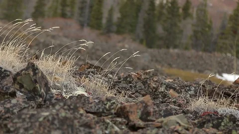Grass moving in wind on rock glacier Stock Footage 79037784
