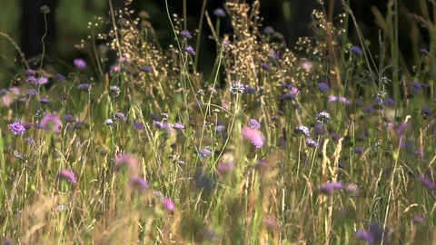 Grass moving in the wind (slow motion) Stock Footage 127662834