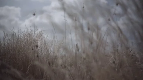 Grass moving in the wind in slowmotion Vidéo 74023034