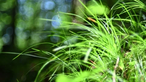 Grass moving in the wind in a summer forest  Stock-Footage 217380485