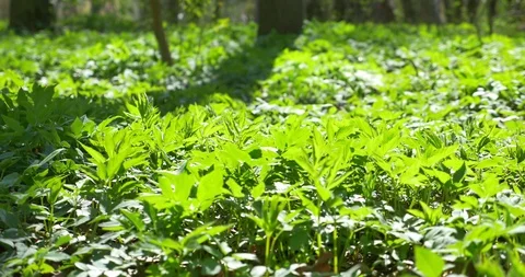 Grass moving in the wind. Walking camera in the forest Stock Footage 106811885