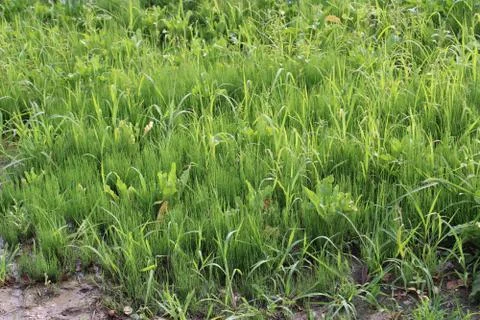 Grass in mud Foto stock