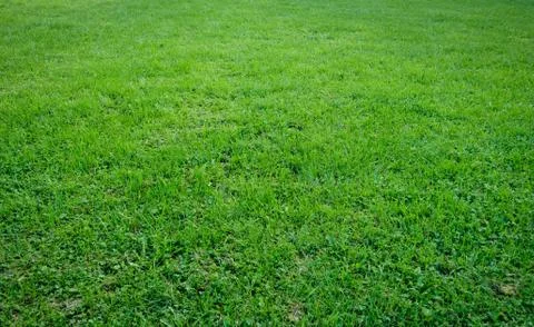 Grass natural landscape texture Stock-Fotos