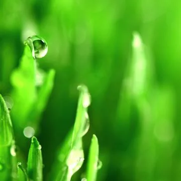 Grass nature background 스톡 사진