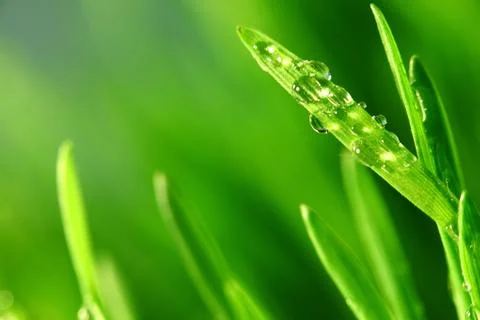 Grass nature background Stock Photos