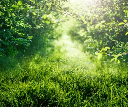 Grass nature background Foto stock
