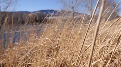 Grass in Nature Blowing in Wind 스톡 동영상 21257092