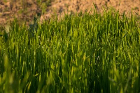 Grass on the nature Stock Photos
