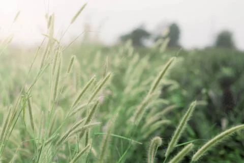 Grass of nature. Stock Photos