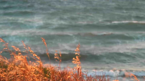 Grass Nature Wind, Ocean Storm Waves, Golden Yellow Slow Motion Golden Hour Stock Footage 144827271