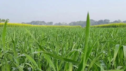 Grass near the fields 스톡 동영상 222000233