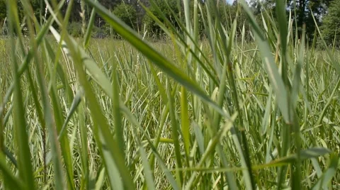 The grass near the forest 動画素材 51683153