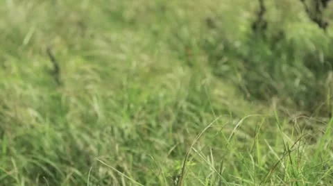 Grass near the pond Stock Footage 12573101
