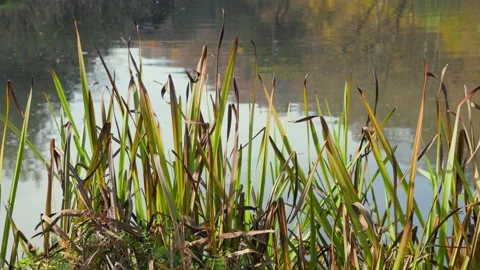 Grass near the pond Stock Footage 226249367