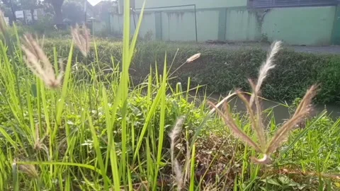 Grass near the river Stock Footage 242641546