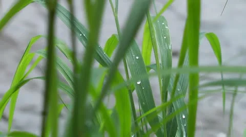 The grass near the water. Stock Footage 8908480