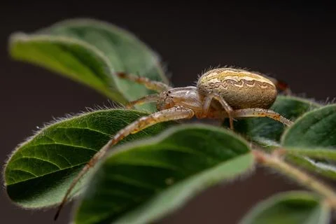 Grass Neoscona Spider Foto stock