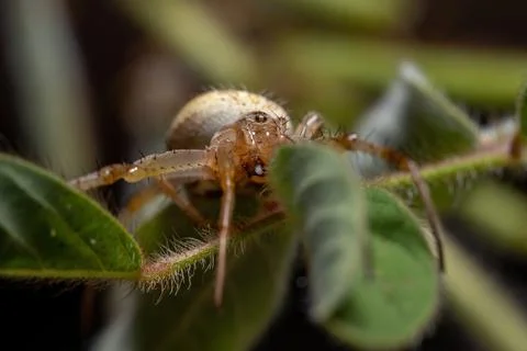 Grass Neoscona Spider Stock Photos