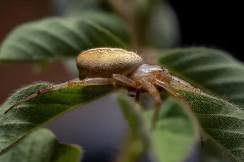 Grass Neoscona Spider Foto stock