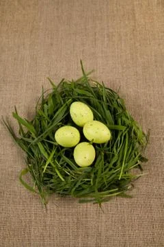 Grass nest with eggs Foto stock