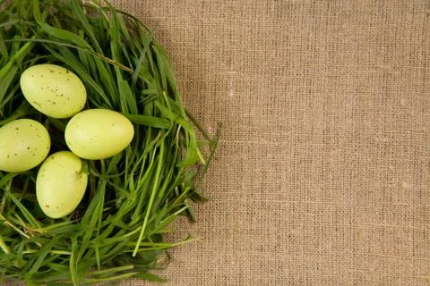 Grass nest with eggs Foto stock