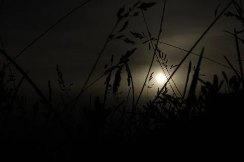 Grass in the night Stock Photos