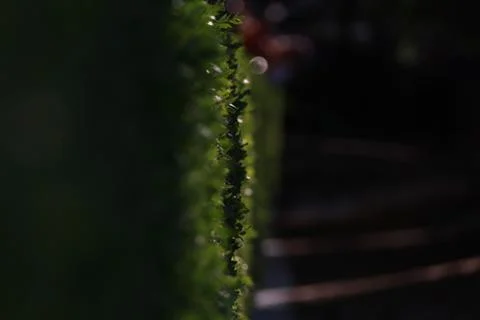 Grass in the night Stock Photos