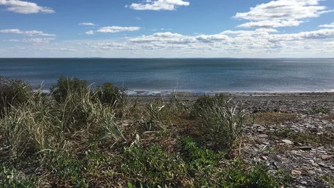 Grass on the Ocean Sand Stock Footage 89991774