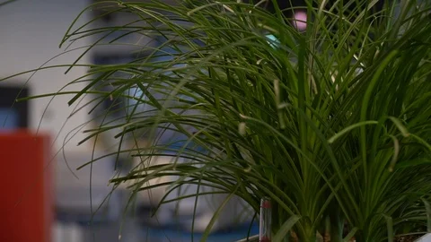 Grass in the office with a blurred background Stock Footage 107598874