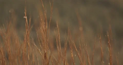 Grass in the Okavango Delta Stock Footage 304119115