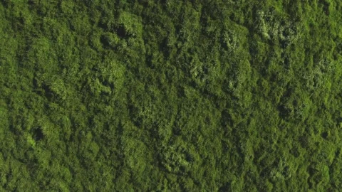 Grass in the old village Stock Footage 229569333