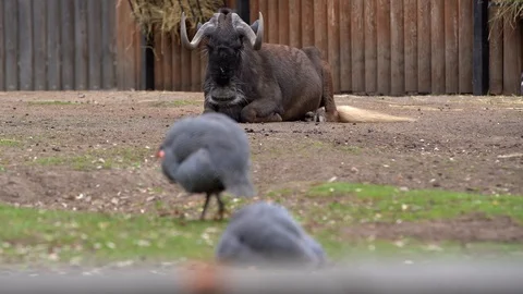 The grass is one fowl Stock Footage 106872179