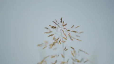 Grass in open sky Stock Footage 186458425