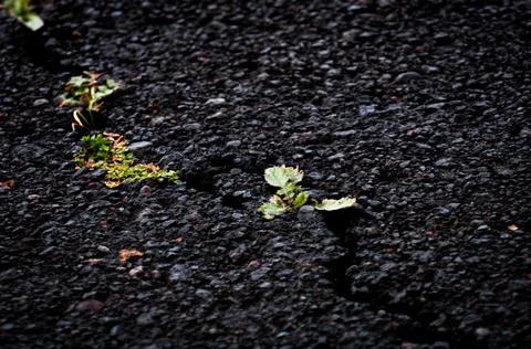 The grass opens a crack in the asphalt Stock Photos