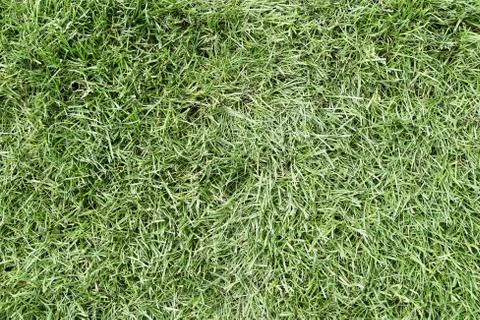 Grass or lawn background texture Stock Photos