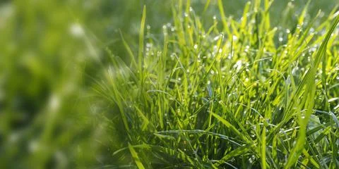 Grass or meadow panoramic background, natural header or banner Stock Photos