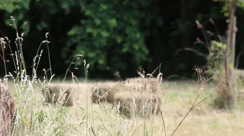 Grass with out of focus hay bales in background Stock Footage 39735119