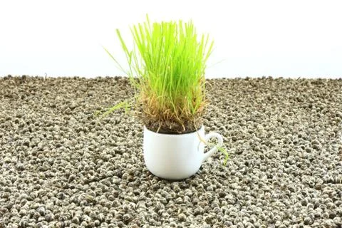 Grass over tea Stock Photos