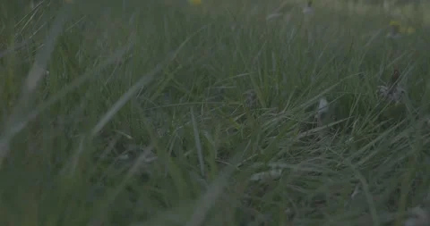 Grass, overcast, VLOG, 24fps, 4k Stock Footage 277229072