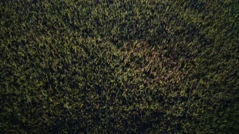 Grass Overhead Stockbeeldmateriaal 163319442