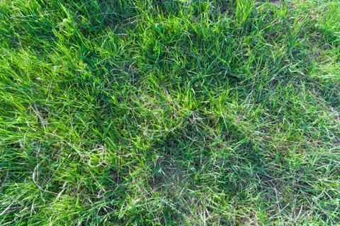 Grass overhead view Fotos de archivo