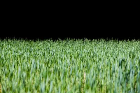 Grass overlay on green background. Grass layer with black copy space. Grass.. Stock Photos