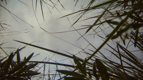 Grass overlooking the cloudy sky background Stock Footage 97408065